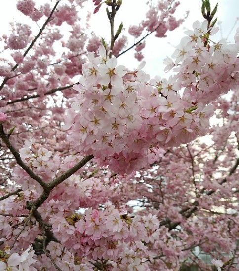 桜満開と再会