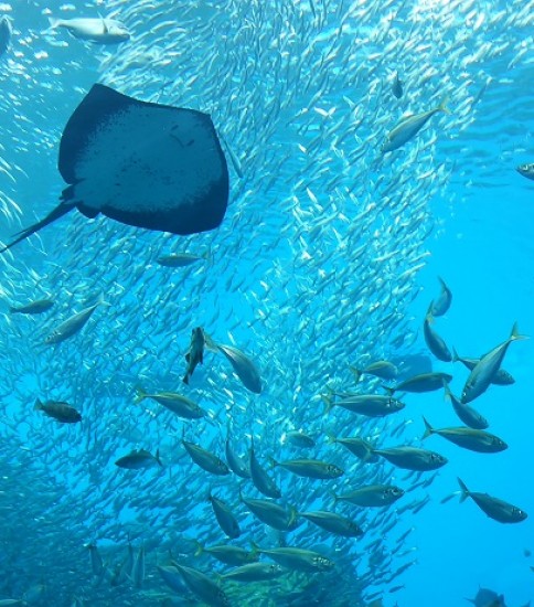 仙台うみの杜水族館