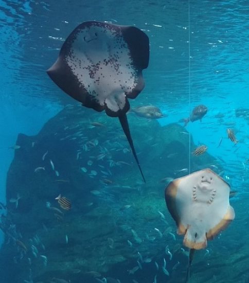 水族館